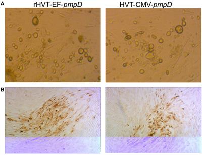 A Promising Recombinant Herpesvirus of Turkeys Vaccine Expressing PmpD-N of Chlamydia psittaci Based on Elongation Factor-1 Alpha Promoter